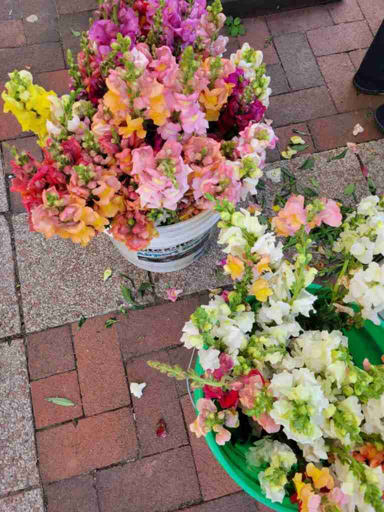 fresh flowers