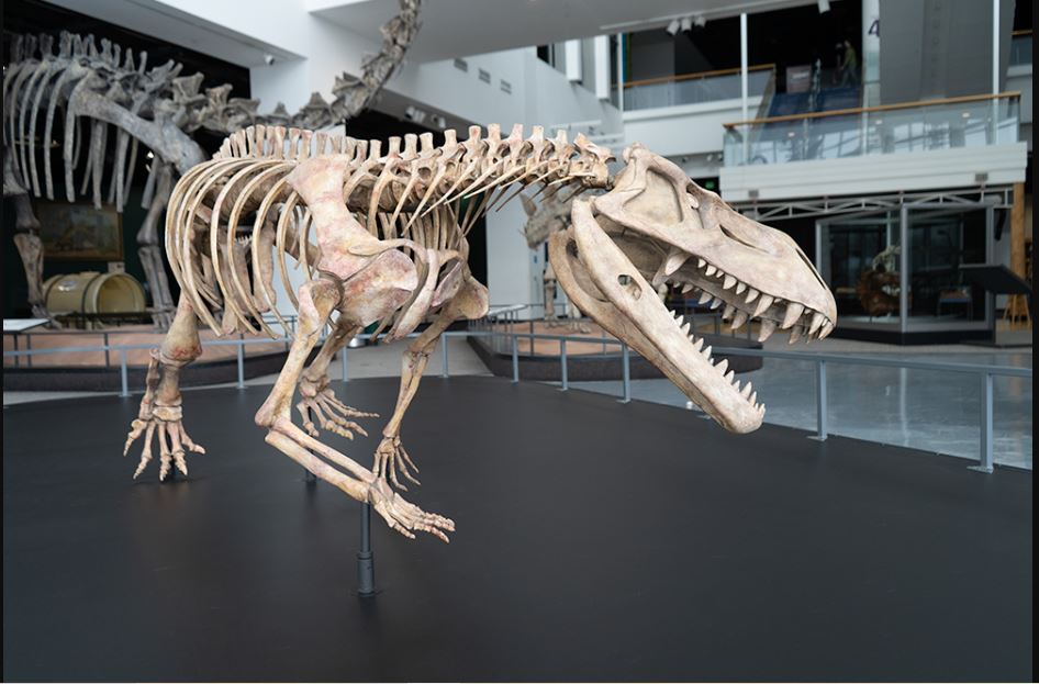 dinosaur at science museum