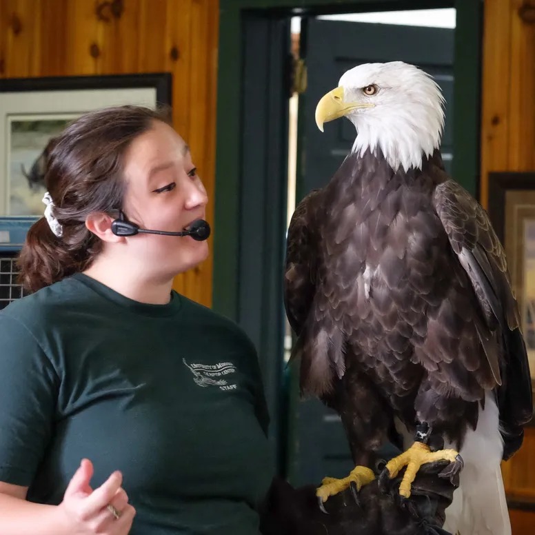 Woman with headset explaining live Eagle perched on her arm.