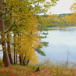 Trees with autumn leaves next to a lake in Itasca State Park.