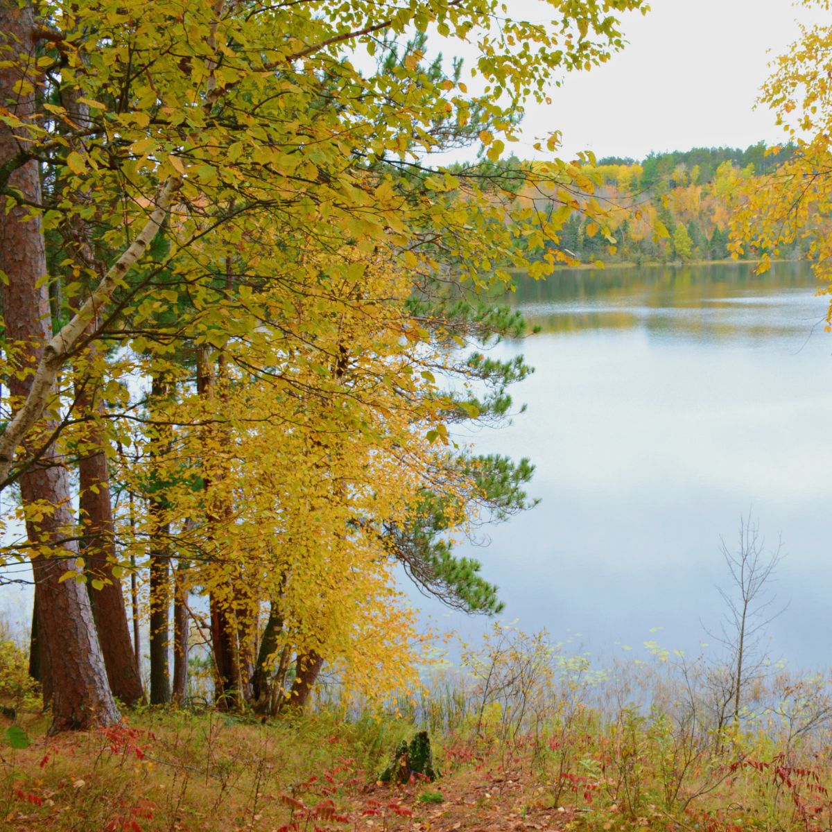 Autumn Leaves in Itasca State Park