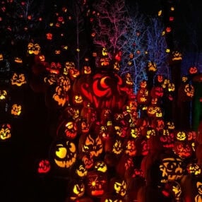 Minnesota Zoo Jack-O-Lantern Spectacular Pumpkins