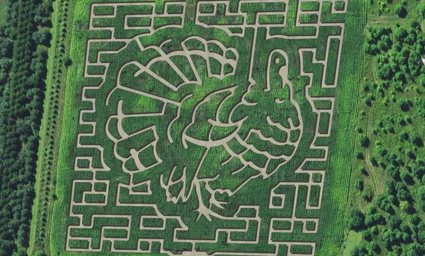 Montgomery Orchard corn maze in the shape of a turkey.