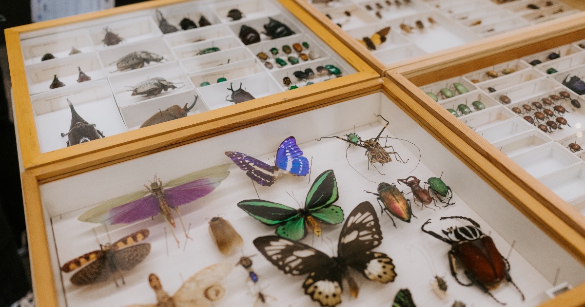 Collection of various butterflies and beetles. 