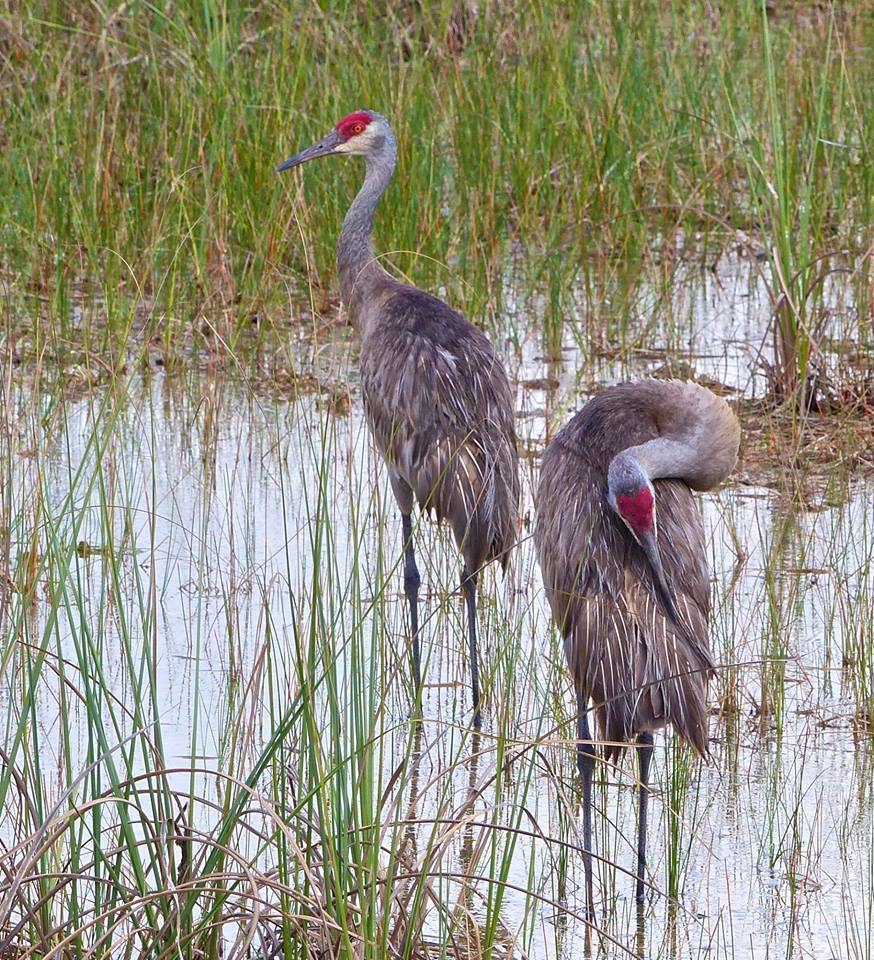 Sandhill Cranes in the water in the St. Croix Valley.