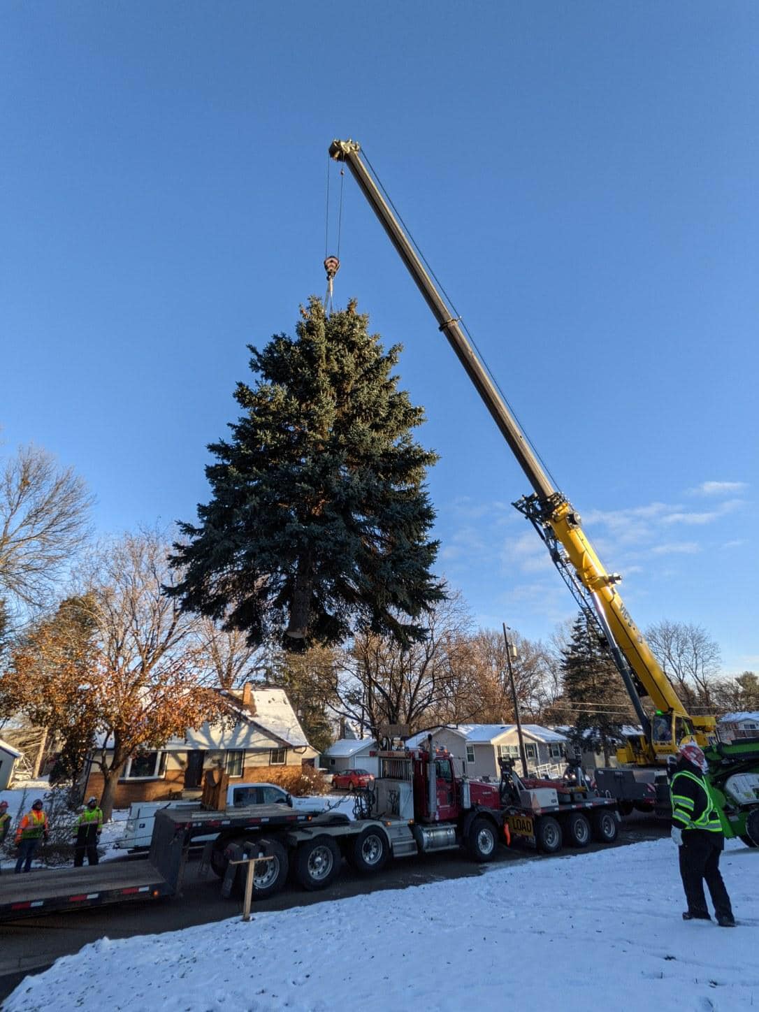 Union Depot Tree being moved with a crane. 