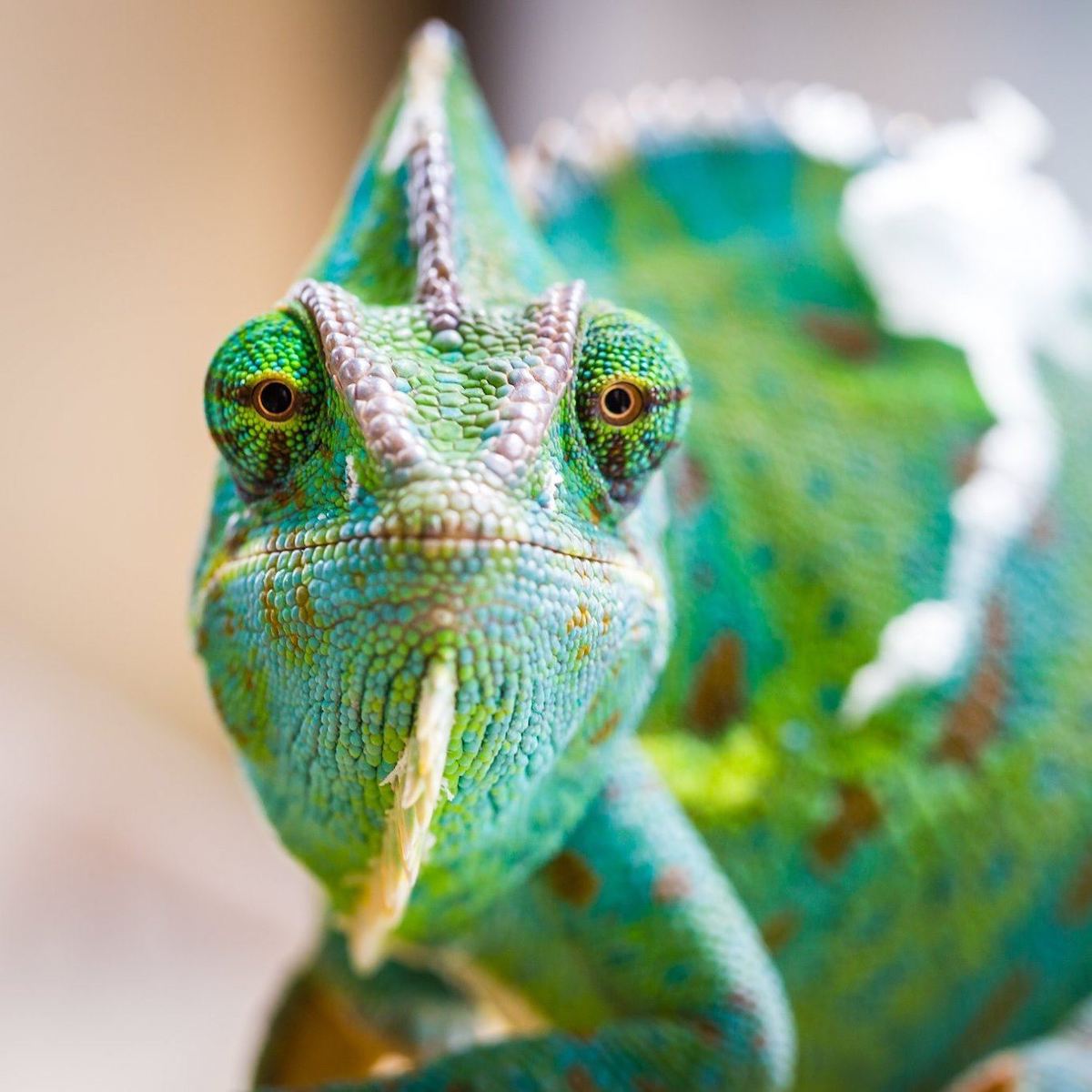 Chameleon face close up.