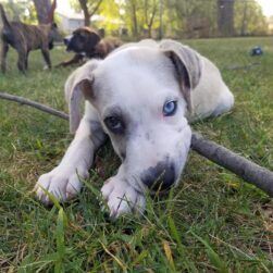 Puppy chewing on a stick.