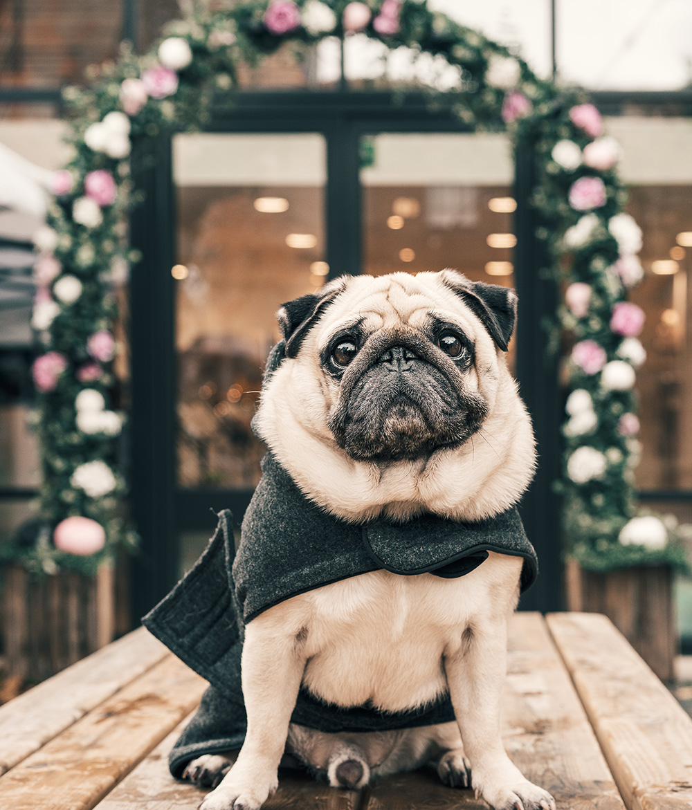 Pug dog all dressed up for fashion show. 