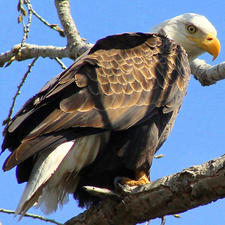 Soar with the Eagles at the National Eagle Center in Wabasha - Thrifty ...