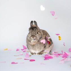 Bunny in photoshoot.
