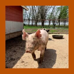 Piglet at the farm.