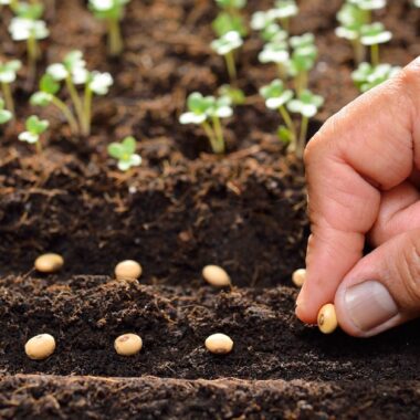 Hand gardening small seeds into dirt.