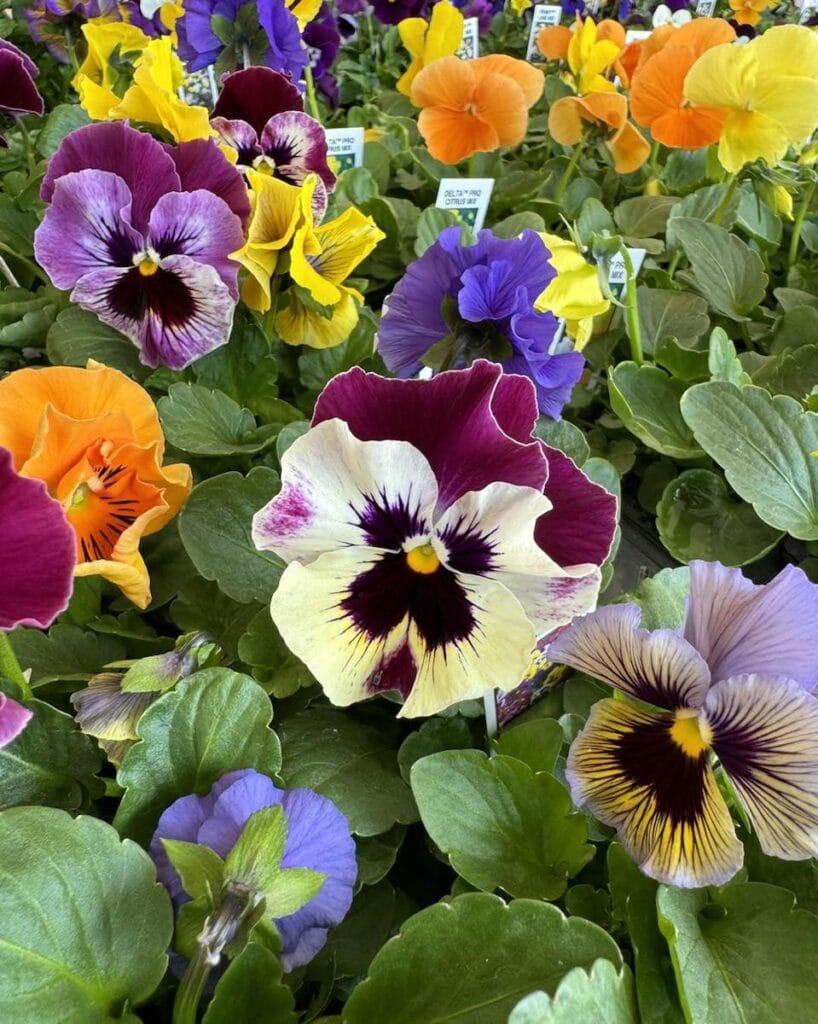 Waldoch Farm Garden Center Open House Event April 27 and 28 Thrifty