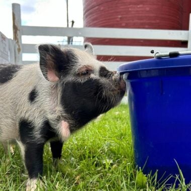 farmamerica piglet with bucket.