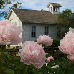 Gibbs Farm with flowers in the foreground.
