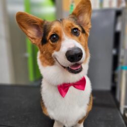 Pet Evolution Dog in bowtie.