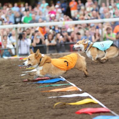 Canterbury Corgi Dog Races.