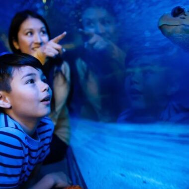 SeaLife MOA boy looking at tank.