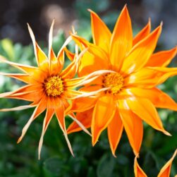 Beautiful mum plant at Como Fall Flower show.