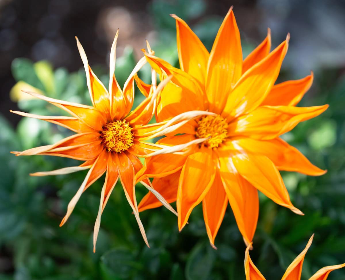 Beautiful mum plant at Como Fall Flower show.