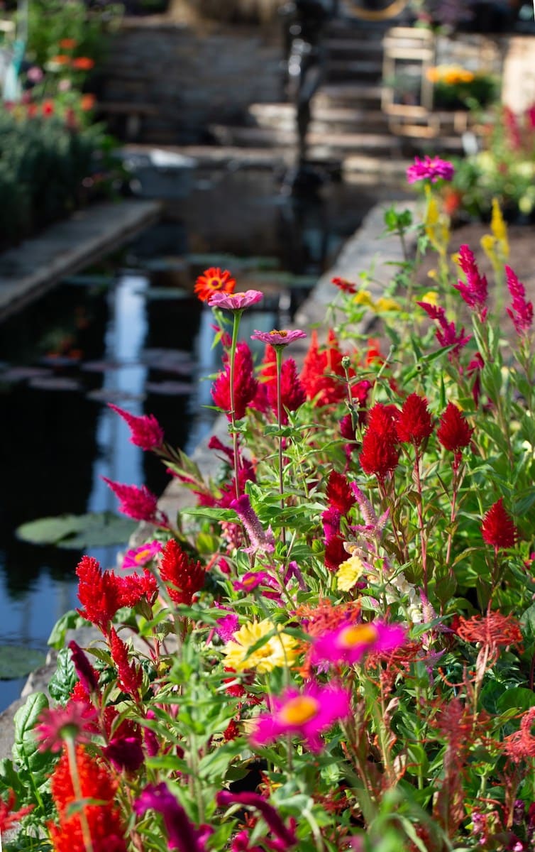 Beautiful plants at Como Fall Flower show.