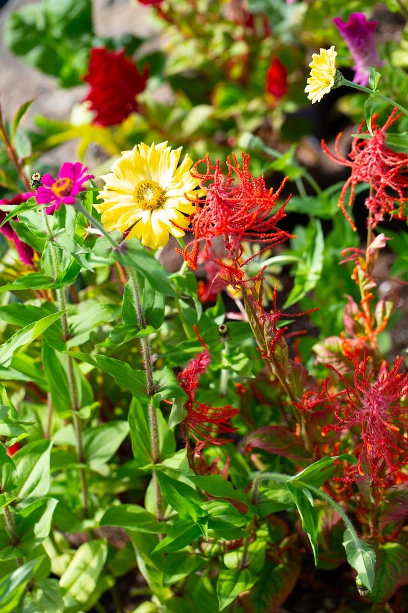 Beautiful plants at Como Fall Flower show.
