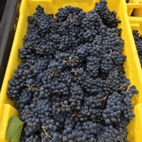 saint croix vineyards grapes in crate for grape stomp.