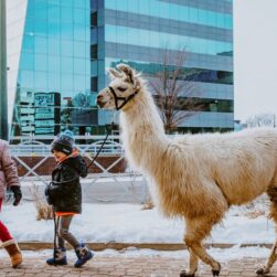 Llama and kids at Bold and Bright Festival in St. Cloud.