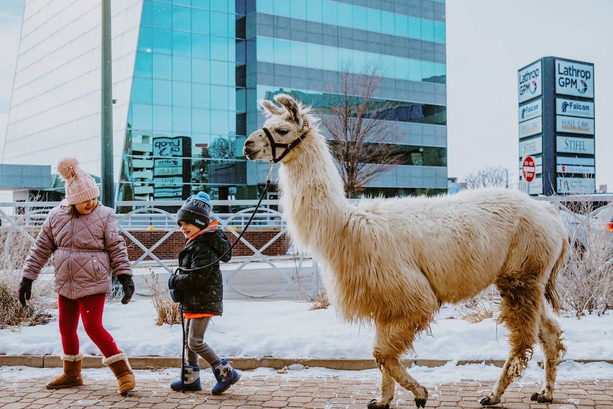 Llama and kids at Bold and Bright Festival in St. Cloud.