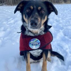 Ice Box Days doggie.
