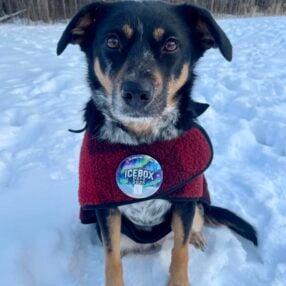 Ice Box Days doggie.