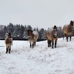 Four Przewalski's horses stand on a snowy hill, with sparse trees in the background. The ground and their coats are dusted with snow, and the sky is overcast.