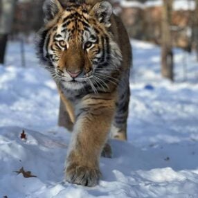 A tiger with thick fur walks through a snowy landscape, its gaze focused and intent. The background consists of snow-covered ground and blurred trees, suggesting a cold, natural habitat.