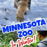 Minnesota Zoo in Winter.