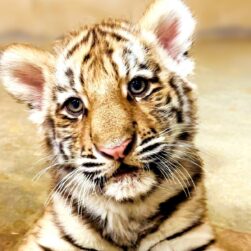 Tiger cub at Como Zoo.