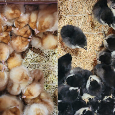 Baby Chicks at Fleet Farm.