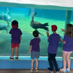 Kids watching seals at Como Zoo.
