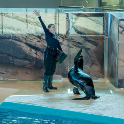 MN Zoo sea lion show.