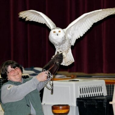 Owl and handler at International Festival of Owls.