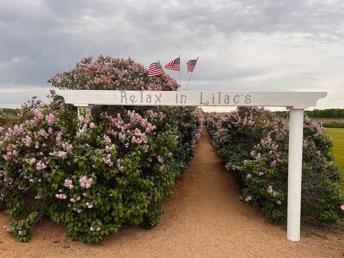 Boomerville Lilac Labyrinth.