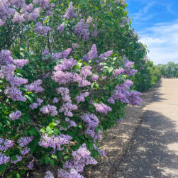 Bushes at Boomerville Lilac Labyrinth.