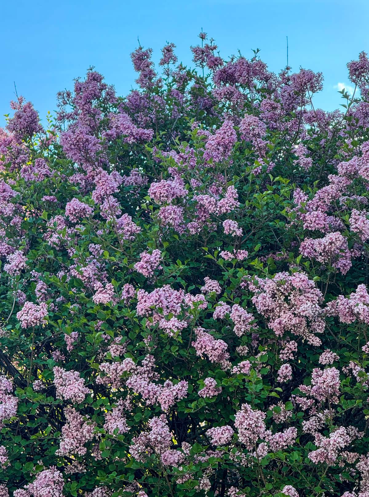 Lilac Bushes.