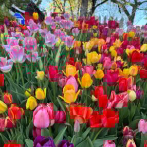 Minneapolis Tulip House flowers up close.