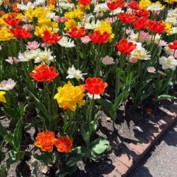 tulips at MN Landscape Arboretum.
