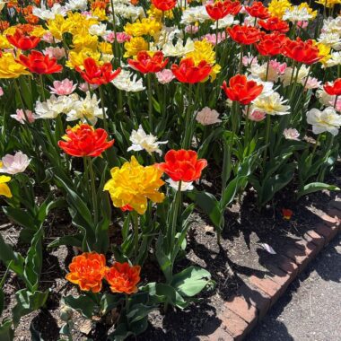 tulips at MN Landscape Arboretum.