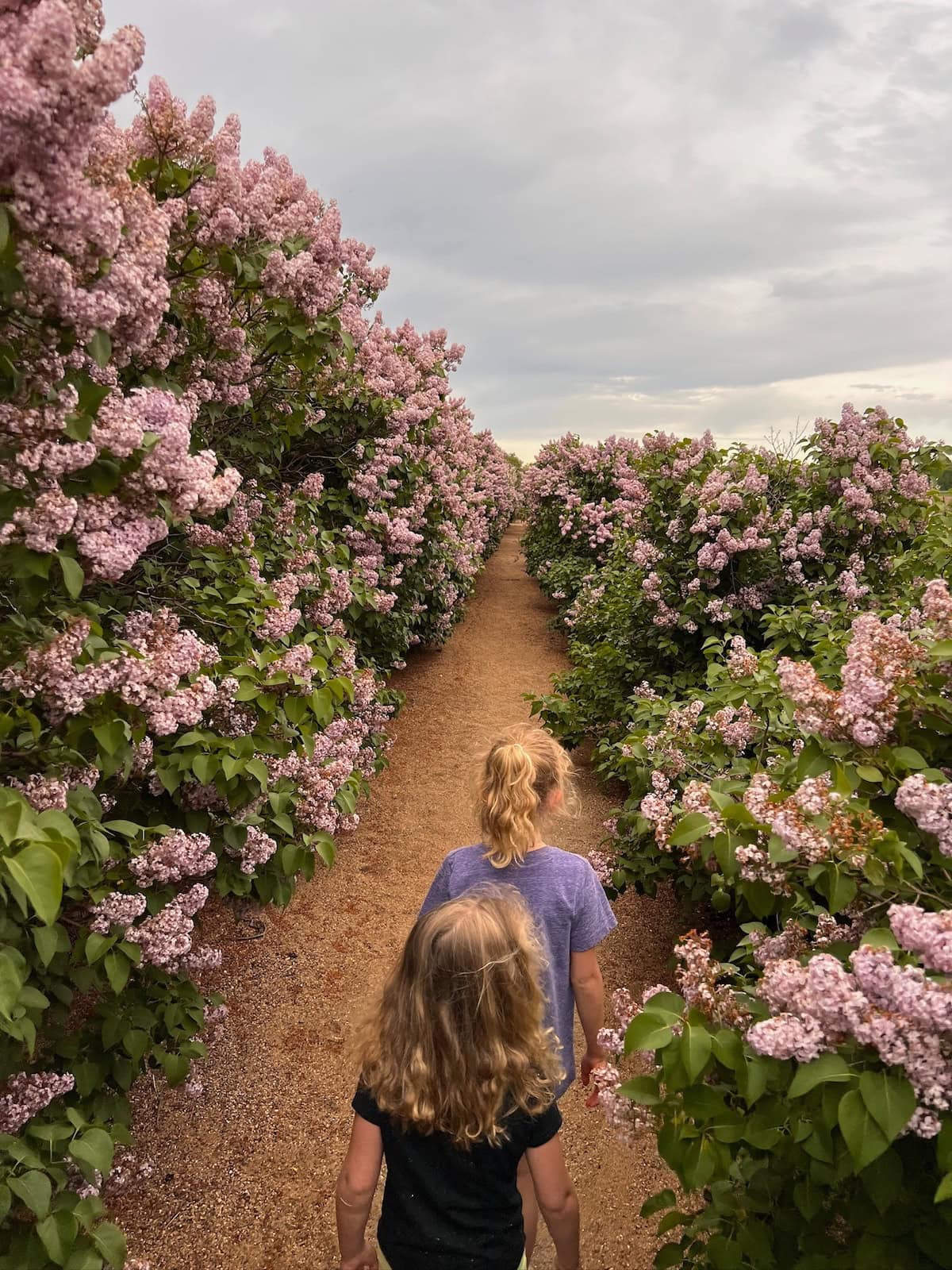girls in Boomerville Lilac Labyrinth.