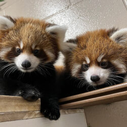 Red Pandas at the Minnesota Zoo.