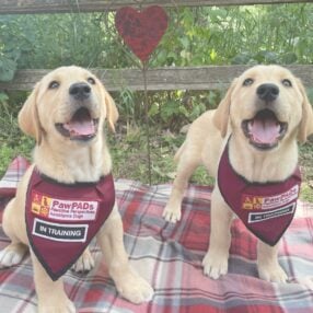 Adorable puppies with bibs.