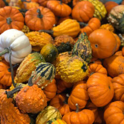 Pumpkins and gourds.